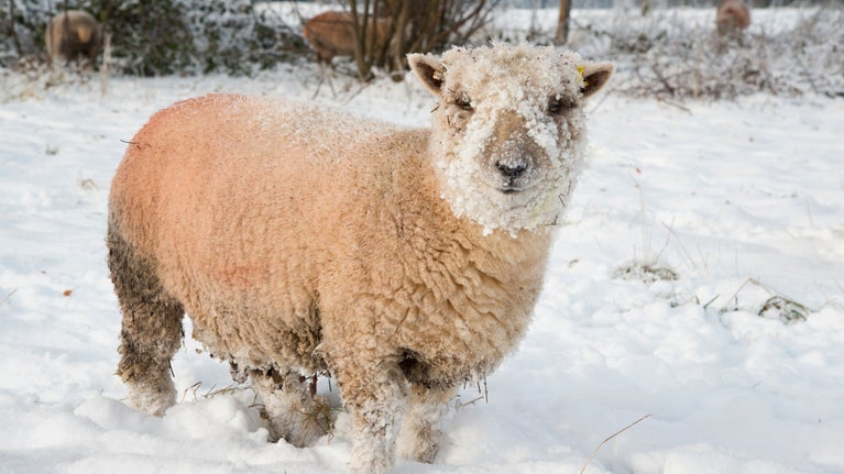 Sheep in the snow at Shugborough Estate, Staffordshire